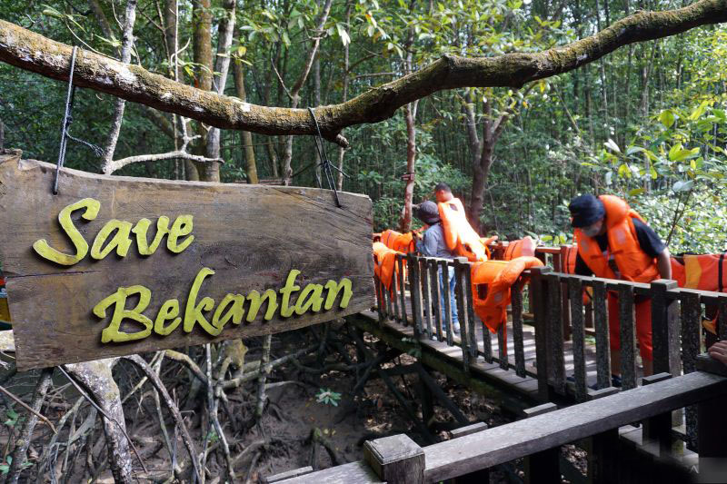 Populasi bekantan di Kalimantan Selatan meningkat jadi 4.000 ekor Populasi bekantan di Kalimantan Selatan meningkat jadi 4.000 ekor