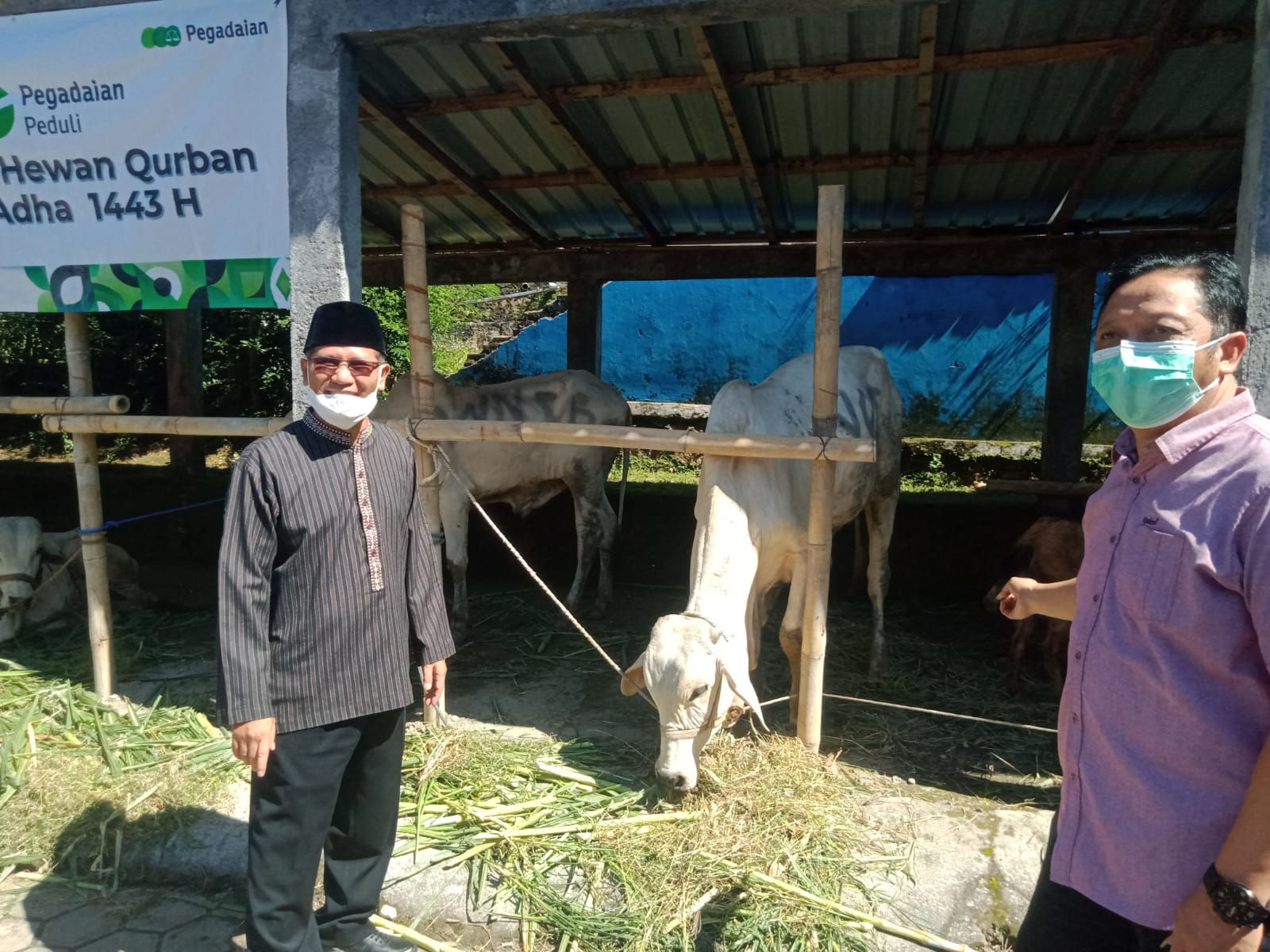Jelang Idul Adha, Ketua DPR RI kirim enam sapi dan sepuluh kambing ke Boyolali Jelang Idul Adha, Ketua DPR RI kirim enam sapi dan sepuluh kambing ke Boyolali