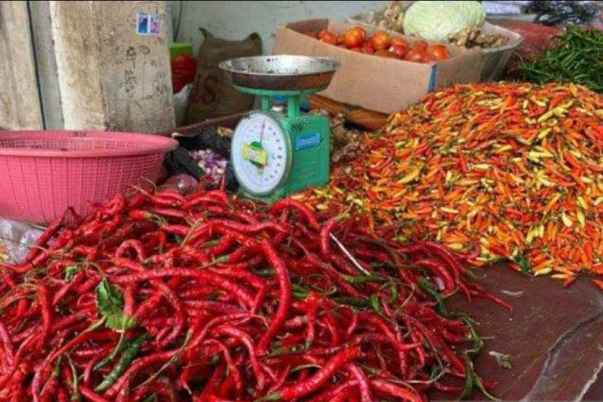 Produksi cabai merah Bangka Tengah 704 ton Produksi cabai merah Bangka Tengah 704 ton
