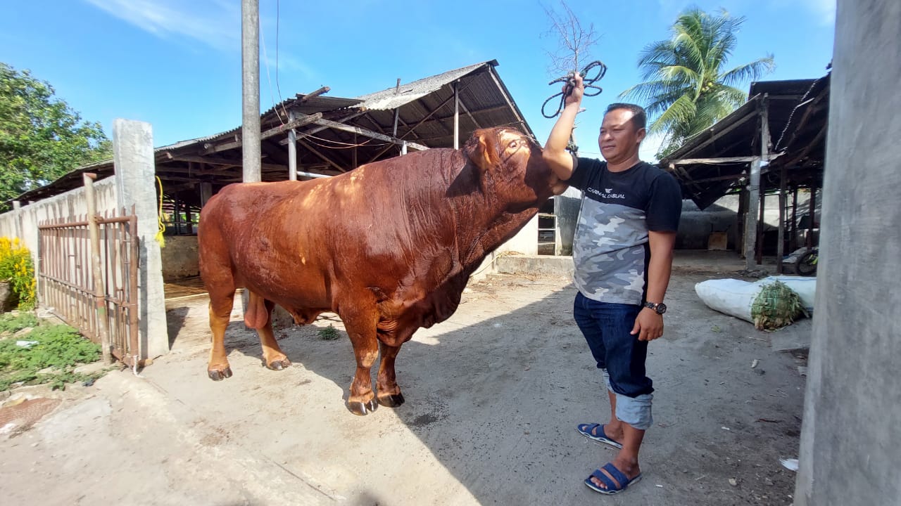 Sapi kurban Jokowi seberat 1,5 ton dibeli di Kota Binjai Sapi kurban Jokowi seberat 1,5 ton dibeli di Kota Binjai