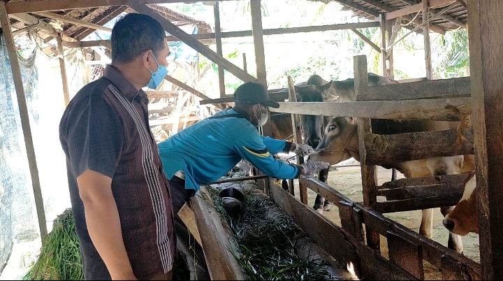 37 ekor sapi dan 21 ekor domba kurban di Desa Karang Gading dinyatakan sehat 37 ekor sapi dan 21 ekor domba kurban di Desa Karang Gading dinyatakan sehat