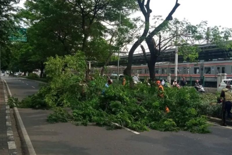 Jakarta Timur pangkas 10.015 pohon sejak Januari 2022