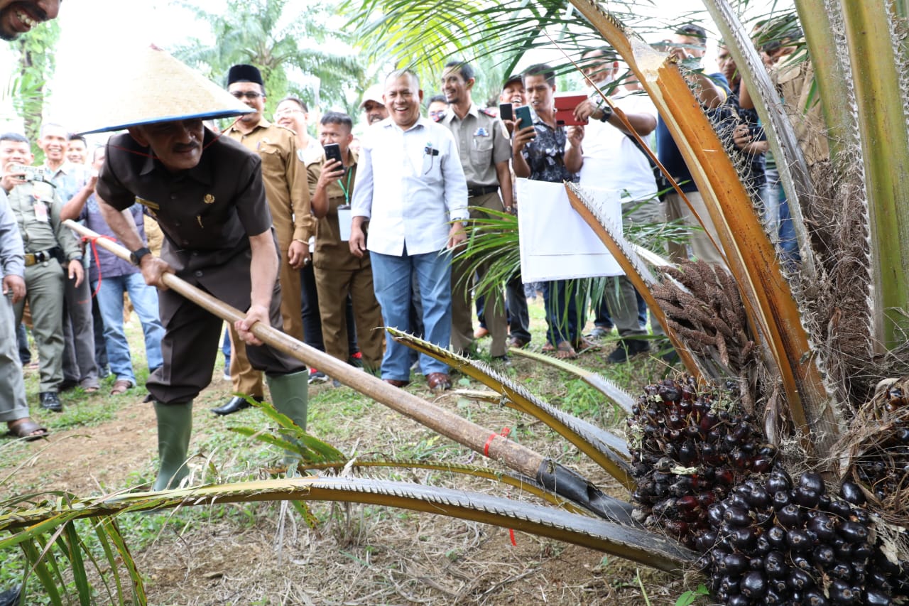 Bupati Aceh Utara lakukan panen perdana sawit Program PSR Bupati Aceh Utara lakukan panen perdana sawit Program PSR