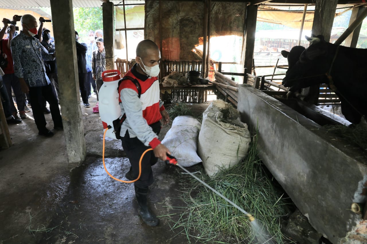 Dapat 1.500 dosis, hewan ternak di Jateng divaksin 