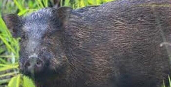 Empat warga Kuwang Windusari diserang babi hutan Empat warga Kuwang Windusari diserang babi hutan