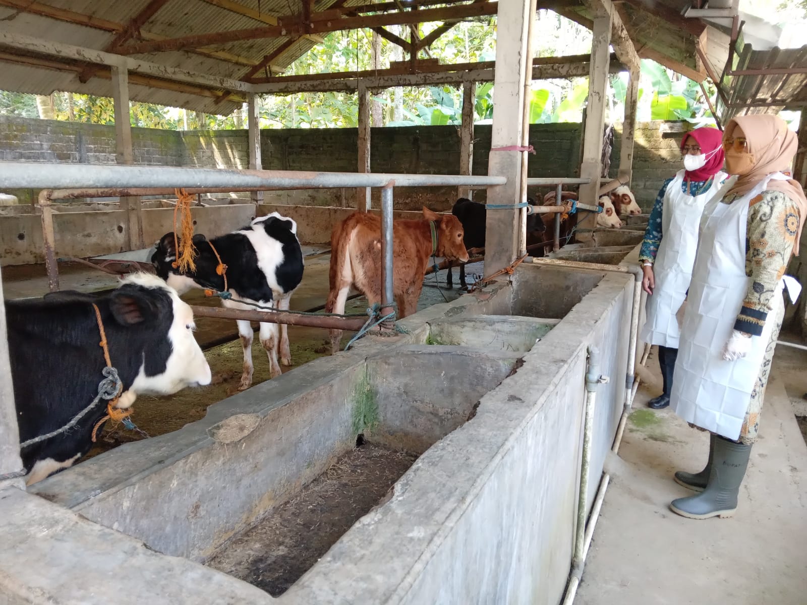 Pemkab Klaten canangkan vaksinasi PMK Pemkab Klaten canangkan vaksinasi PMK