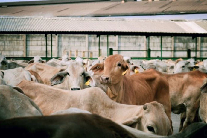 Sebanyak 16 ekor sapi yang terkena PMK di Karawang terpaksa dipotong