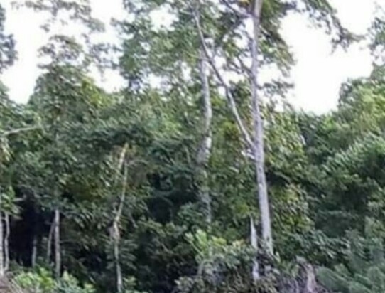 Pembangunan tower Telkomsel tak kunjung dilakukan, janji Pemda Buton ditagih Pembangunan tower Telkomsel tak kunjung dilakukan, janji Pemda Buton ditagih