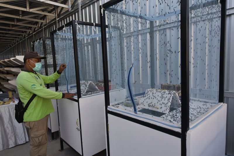 Warga MBR di Surabaya kembangkan budi daya maggot