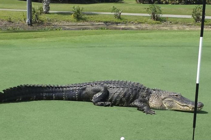 Pemulung ditemukan tewas diterkam buaya di Florida Pemulung ditemukan tewas diterkam buaya di Florida