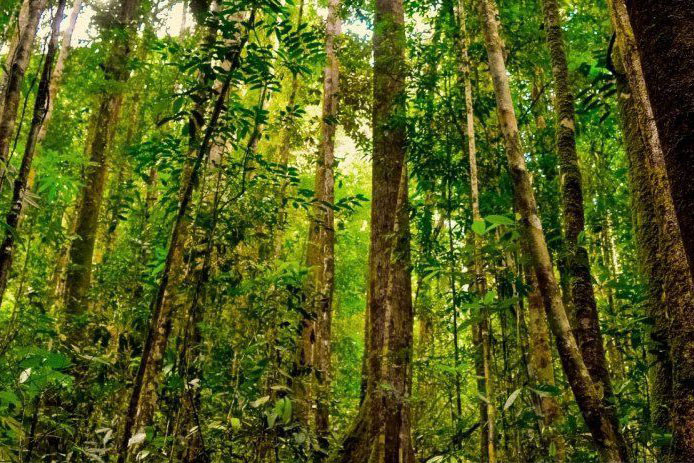 Ijin hutan sosial Riau direalisasikan Menteri Siti Nurbaya