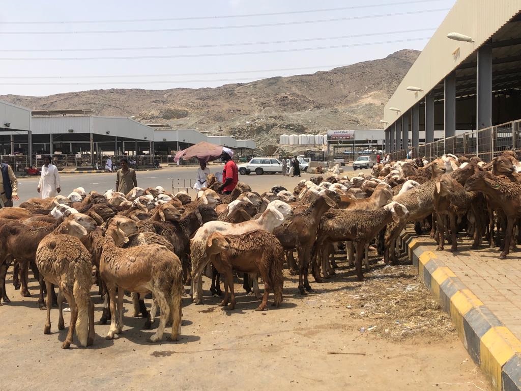 Tempat Jemaah Calon Haji (JCH) membeli kambing untuk membayar Dam Tempat Jemaah Calon Haji (JCH) membeli kambing untuk membayar Dam