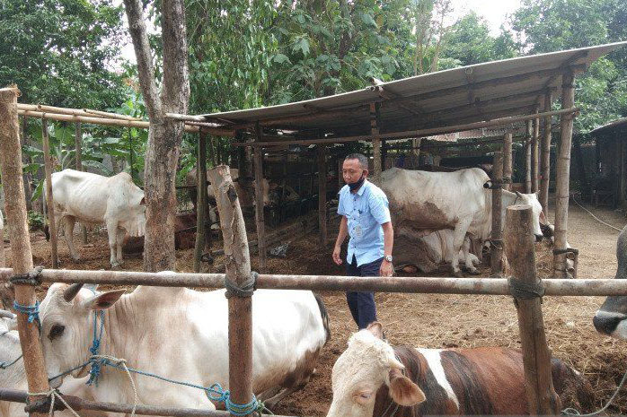 Bantul catat 460 ternak diduga terserang penyakit mulut dan kuku Bantul catat 460 ternak diduga terserang penyakit mulut dan kuku