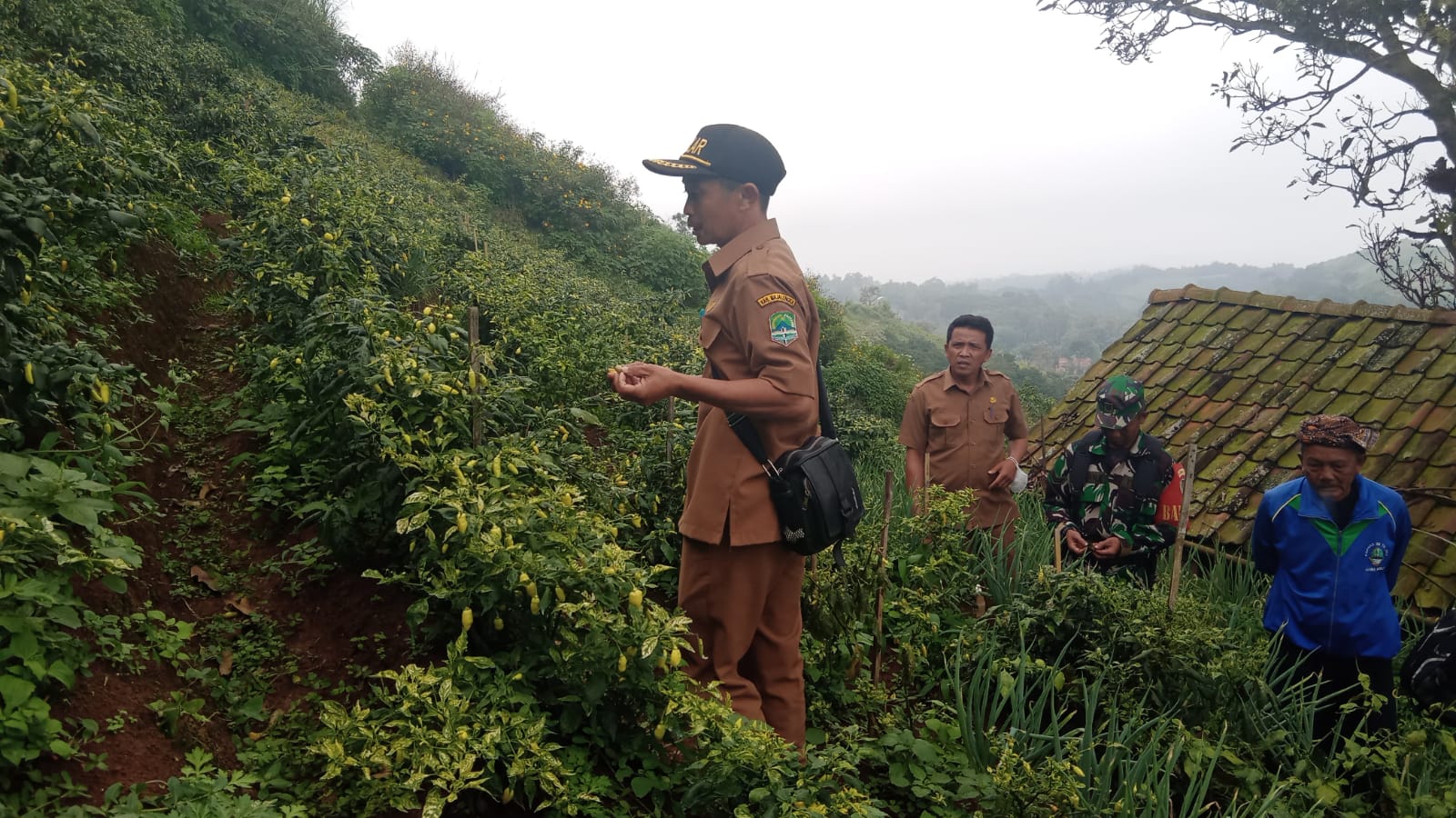 Pencuri di Majalengka, gondol sekarung cabai usai dipanen petani