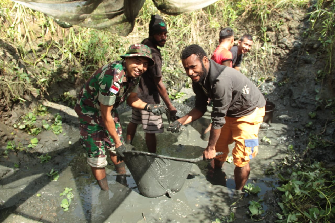 Satgas Yonif 126/KC panen ikan lele bersama masyarakat perbatasan Papua Satgas Yonif 126/KC panen ikan lele bersama masyarakat perbatasan Papua