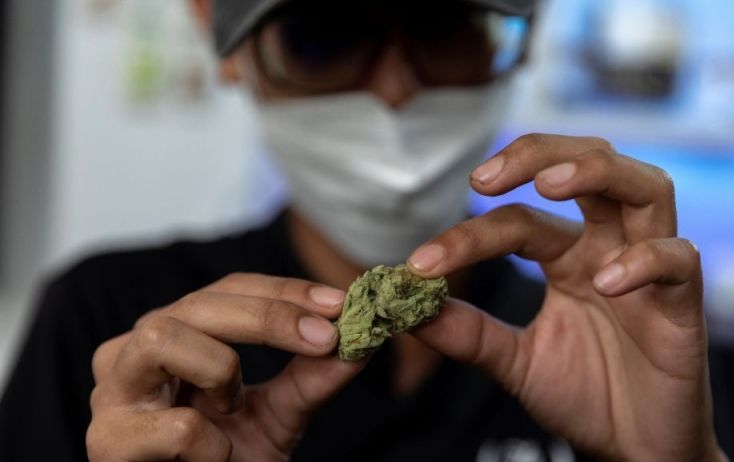 Thailand legalkan penanaman dan konsumsi ganja