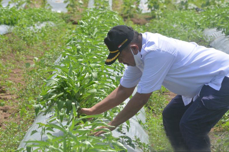 DPRD Gorontalo Utara dorong masyarakat terapkan pertanian organik