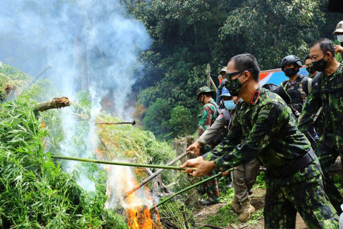 BNN musnahkan 5 hektare ladang ganja di Gayo Lues Aceh