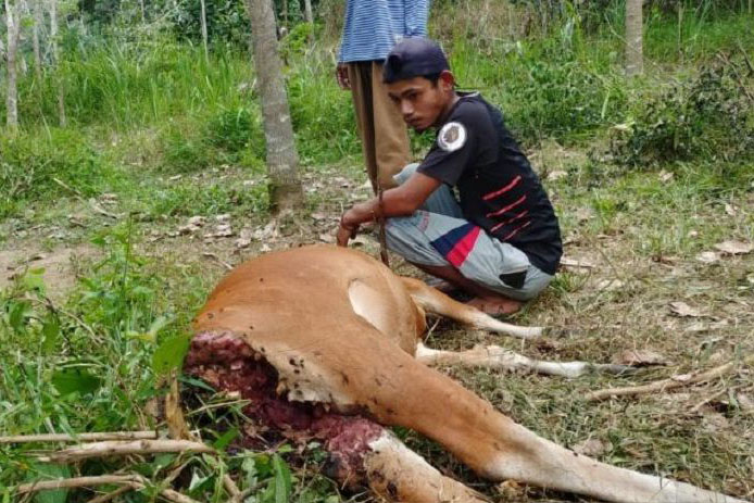 BKSDA pasang camera trap guna tangkap harimau pemangsa hewan warga BKSDA pasang camera trap guna tangkap harimau pemangsa hewan warga