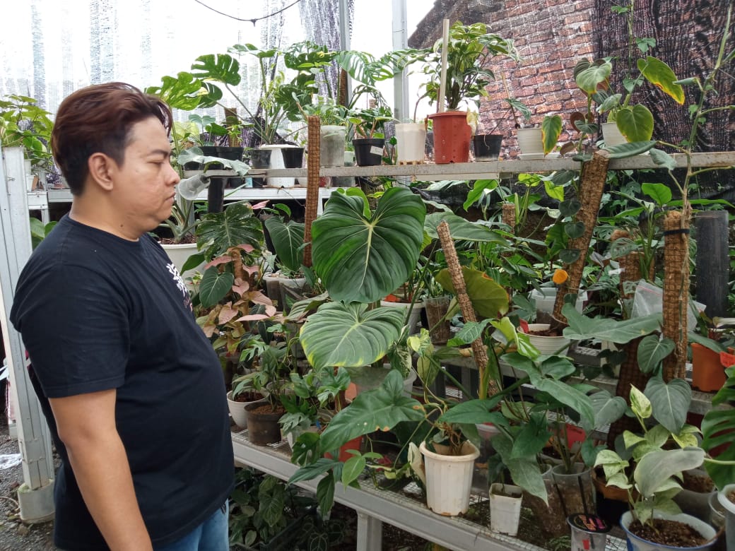 Bisnis Si Hijau menghasilkan cuan di masa pandemi Covid - 19