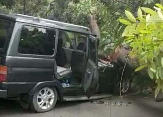 Minibus rusak tertimpa pohon tumbang di Pondok Rangon Minibus rusak tertimpa pohon tumbang di Pondok Rangon