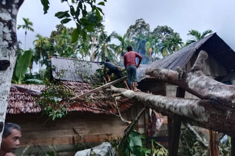 Lima unit rumah warga di Aceh Jaya tertimpa pohon Lima unit rumah warga di Aceh Jaya tertimpa pohon