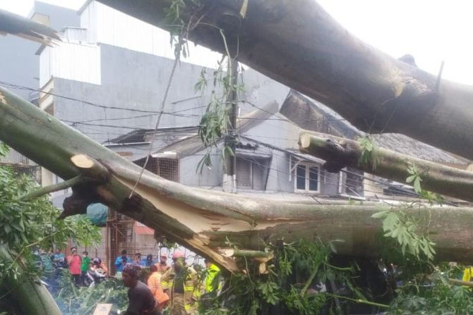 Sebuah pohon tumbang dan timpa mobil bak terbuka di Tambora Sebuah pohon tumbang dan timpa mobil bak terbuka di Tambora