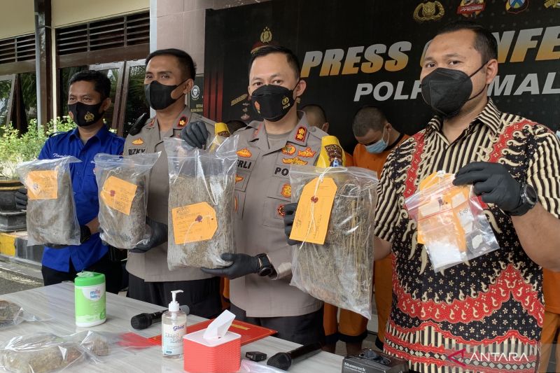 Polres Malang bekuk jaringan pengedar ganja Polres Malang bekuk jaringan pengedar ganja