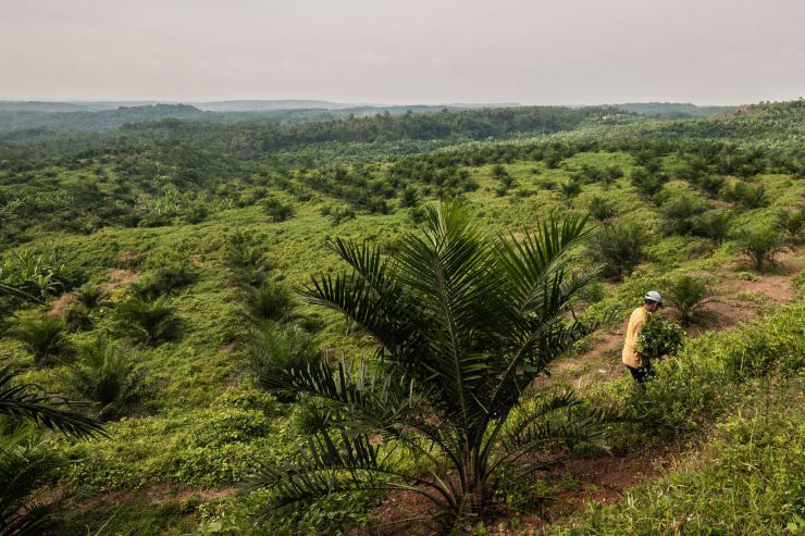 BPK temukan masalah pengelolaan dana peremajaan sawit rakyat