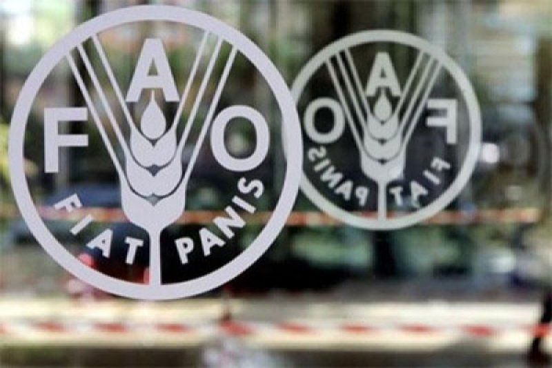 FAO peringatkan konflik Ukraina berdampak besar pada ketahanan pangan FAO peringatkan konflik Ukraina berdampak besar pada ketahanan pangan