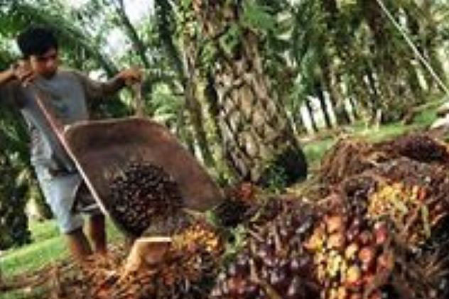Harga sawit Riau kembali pecahkan rekor tertinggi Rp4.183,51/kg