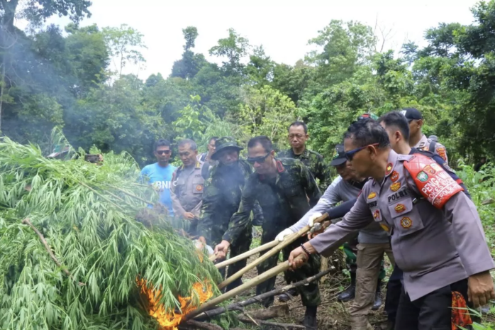 BNN musnahkan ladang ganja seluas 8.013 meter persegi di Aceh
