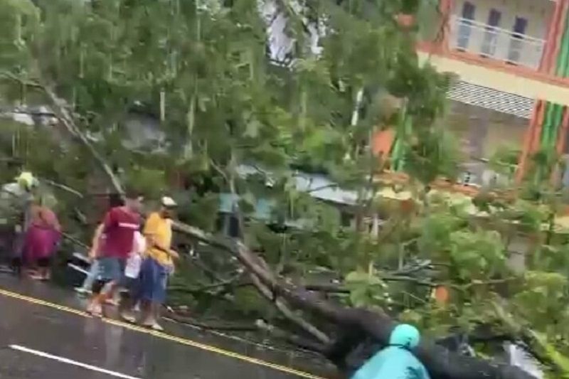 Empat warga terluka karena tertimpa pohon tumbang di Ambon Empat warga terluka karena tertimpa pohon tumbang di Ambon