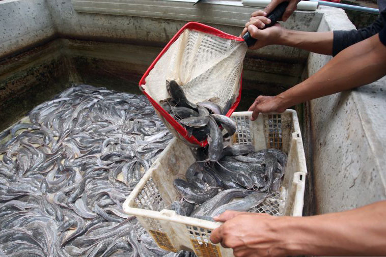 KKP gandeng BNN dalam melatih warga untuk budi daya ikan