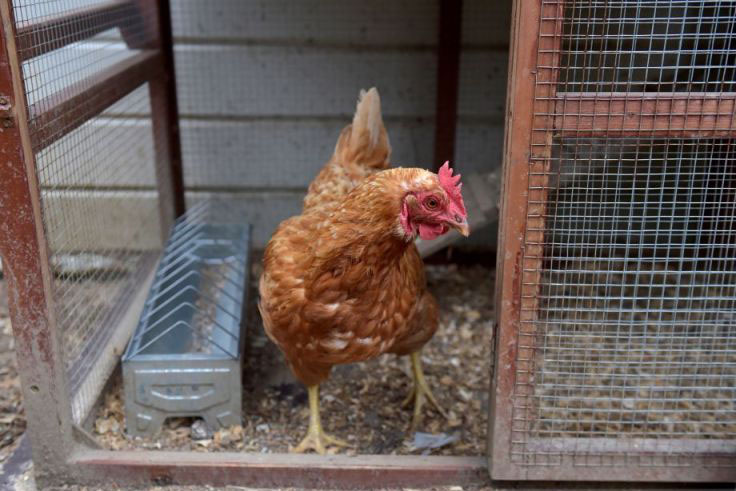 Belgia laporkan wabah flu burung Belgia laporkan wabah flu burung