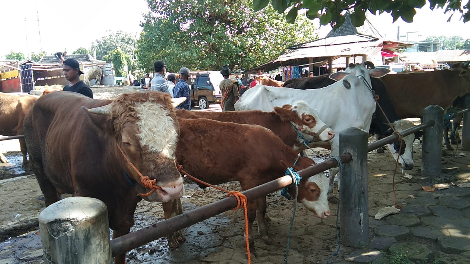 PMK merebak, harga jual sapi di Klaten malah naik PMK merebak, harga jual sapi di Klaten malah naik