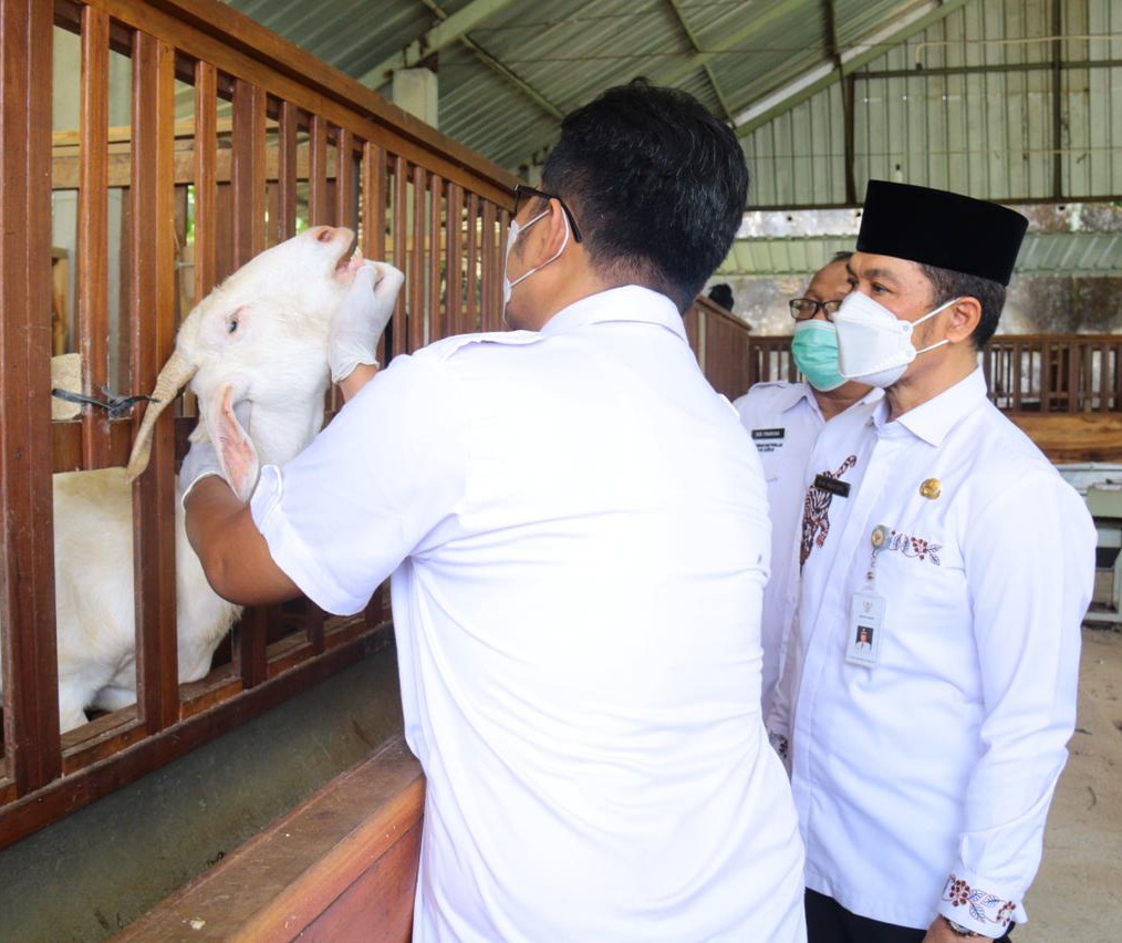 Berikan antibiotik pada ternak, Pemkab Kudus siapkan upaya cegah wabah PMK Berikan antibiotik pada ternak, Pemkab Kudus siapkan upaya cegah wabah PMK