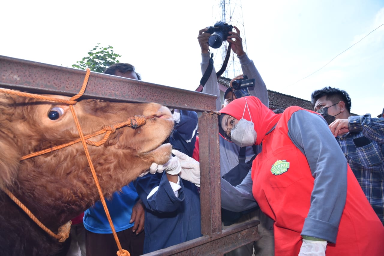 Bupati Etik Suryani: Sapi masuk pasar Sukoharjo tidak bawa surat sehat, tolak! Bupati Etik Suryani: Sapi masuk pasar Sukoharjo tidak bawa surat sehat, tolak!