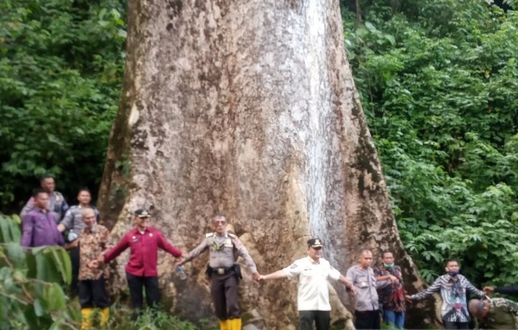 Pohon terbesar di dunia itu tumbuh di Agam Pohon terbesar di dunia itu tumbuh di Agam