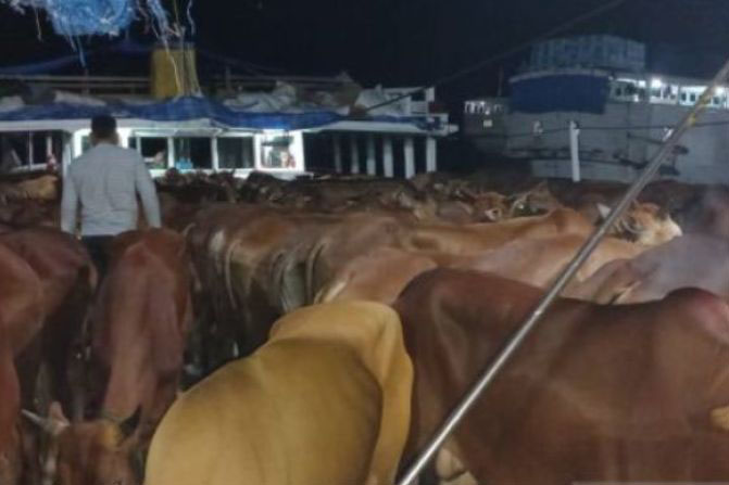 BKP Pangkalpinang ambil 23 sampel darah sapi suspek PMK BKP Pangkalpinang ambil 23 sampel darah sapi suspek PMK
