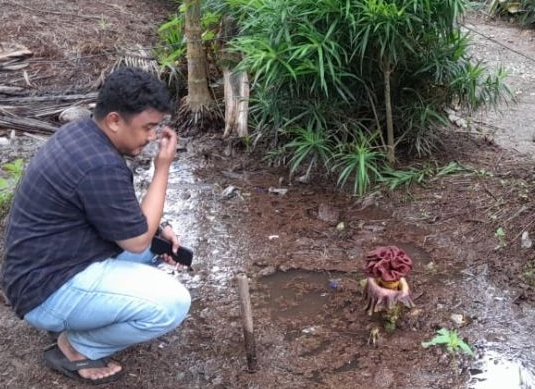 Bunga bangkai tumbuh di perkarangan rumah warga Pesisir Jambi