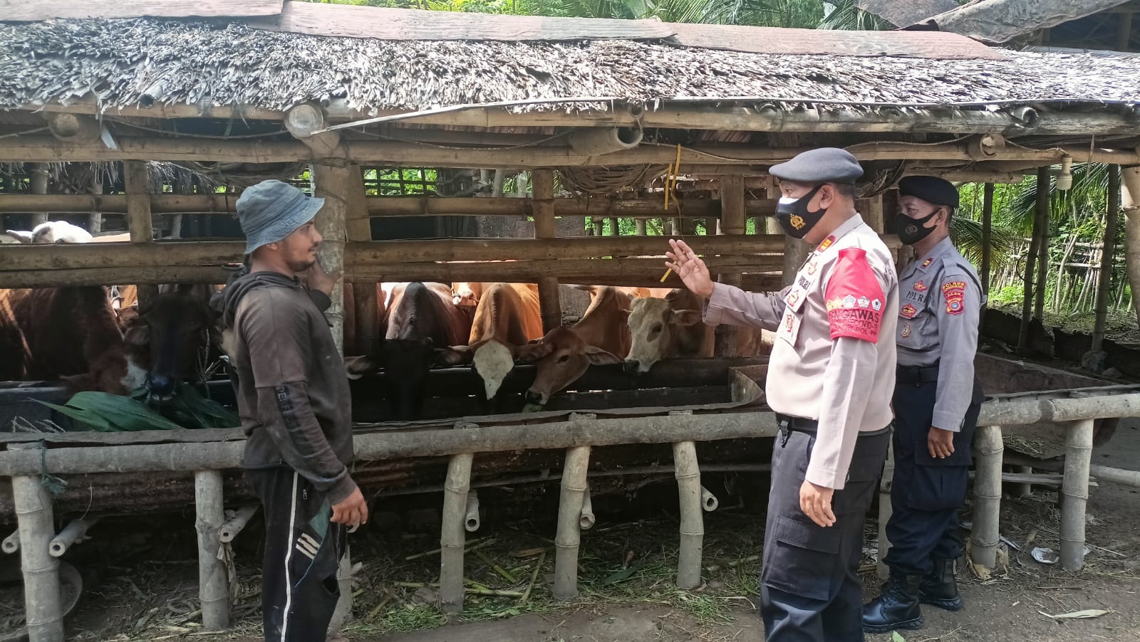 Personel Polres Lhokseumawe cek kondisi ternak di wilayah Samudera Personel Polres Lhokseumawe cek kondisi ternak di wilayah Samudera