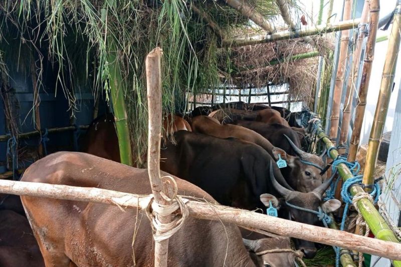 Karantina Pertanian Surabaya tolak transit sapi asal Kupang Karantina Pertanian Surabaya tolak transit sapi asal Kupang