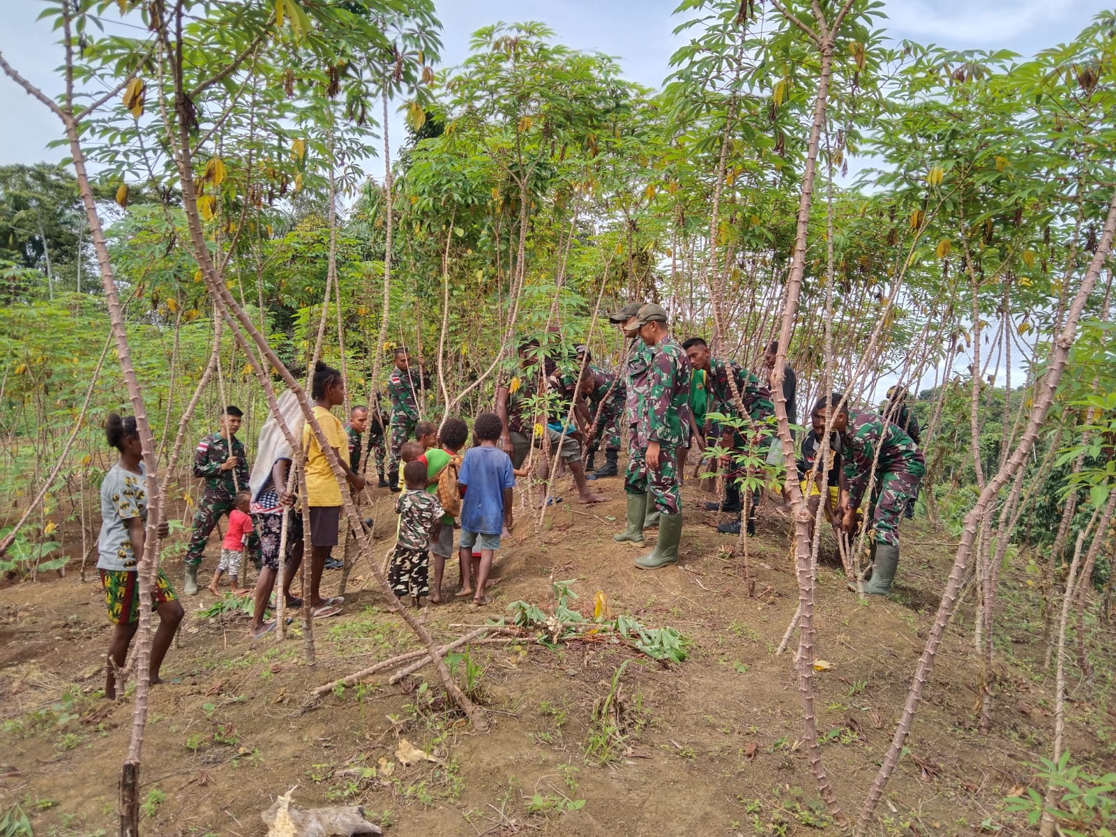 Satgas Yonif 126/KC panen singkong bersama masyarakat Papua