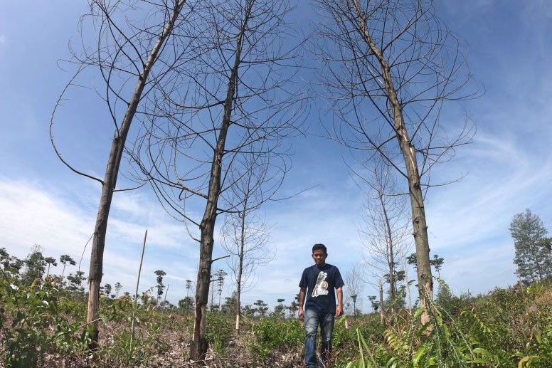 Walhi memperkirakan 60 persen hutan Jambi sudah dirambah atau rusak