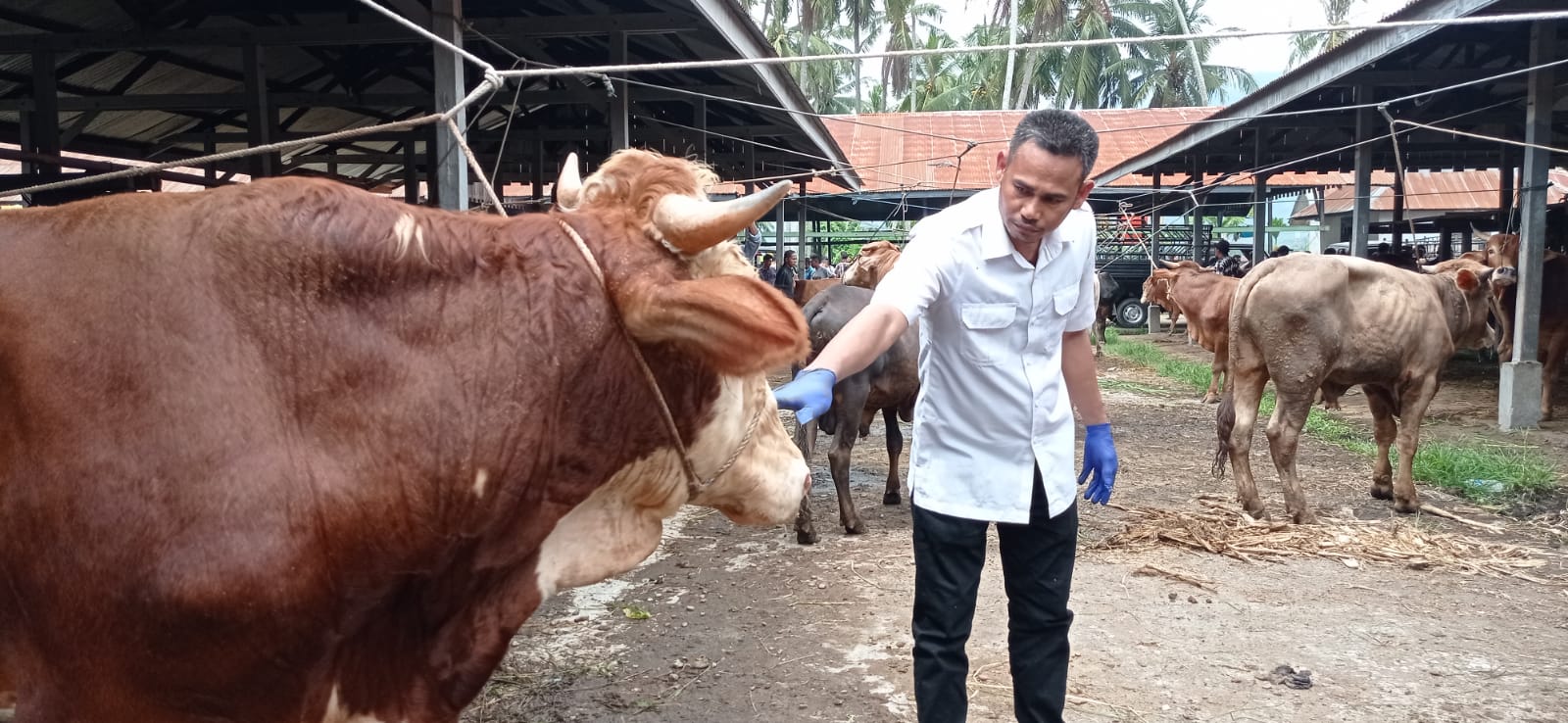 1.800 ekor sapi di Aceh terindikasi PMK, 16 ekor mati 1.800 ekor sapi di Aceh terindikasi PMK, 16 ekor mati