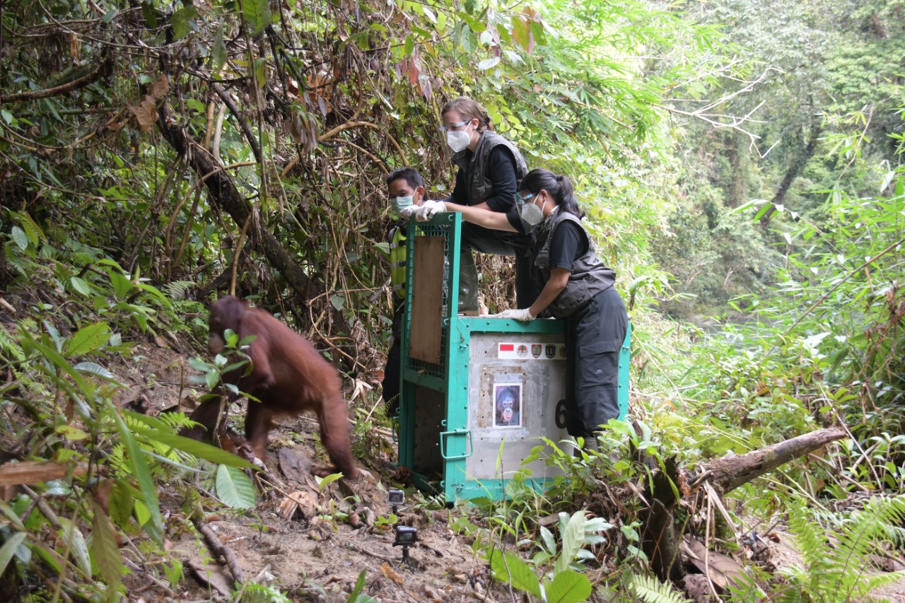 Peringati Hari Cinta Puspa dan Satwa Nasional, 3 orang utan kembali dilepasliarkan Peringati Hari Cinta Puspa dan Satwa Nasional, 3 orang utan kembali dilepasliarkan