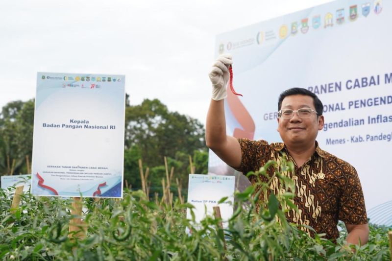 NFA dorong pengembangan cabai merah di Banten NFA dorong pengembangan cabai merah di Banten