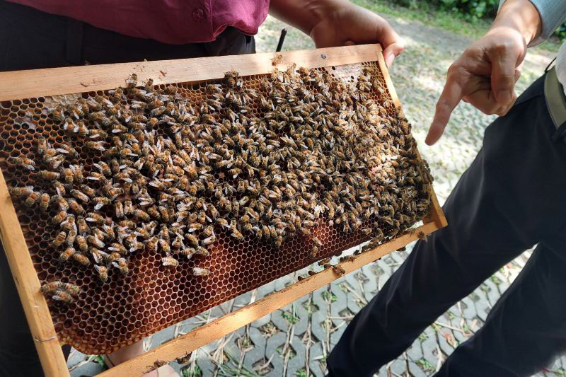 Perbedaan madu, propolis, royal jelly, dan bee pollen Perbedaan madu, propolis, royal jelly, dan bee pollen