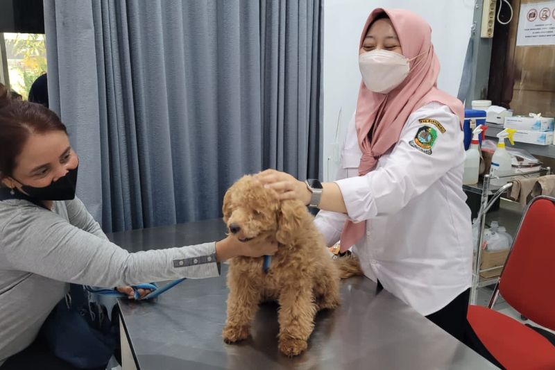Pemkot Jakpus gelar vaksinasi dan sterilisasi demi kesejahteraan hewan Pemkot Jakpus gelar vaksinasi dan sterilisasi demi kesejahteraan hewan